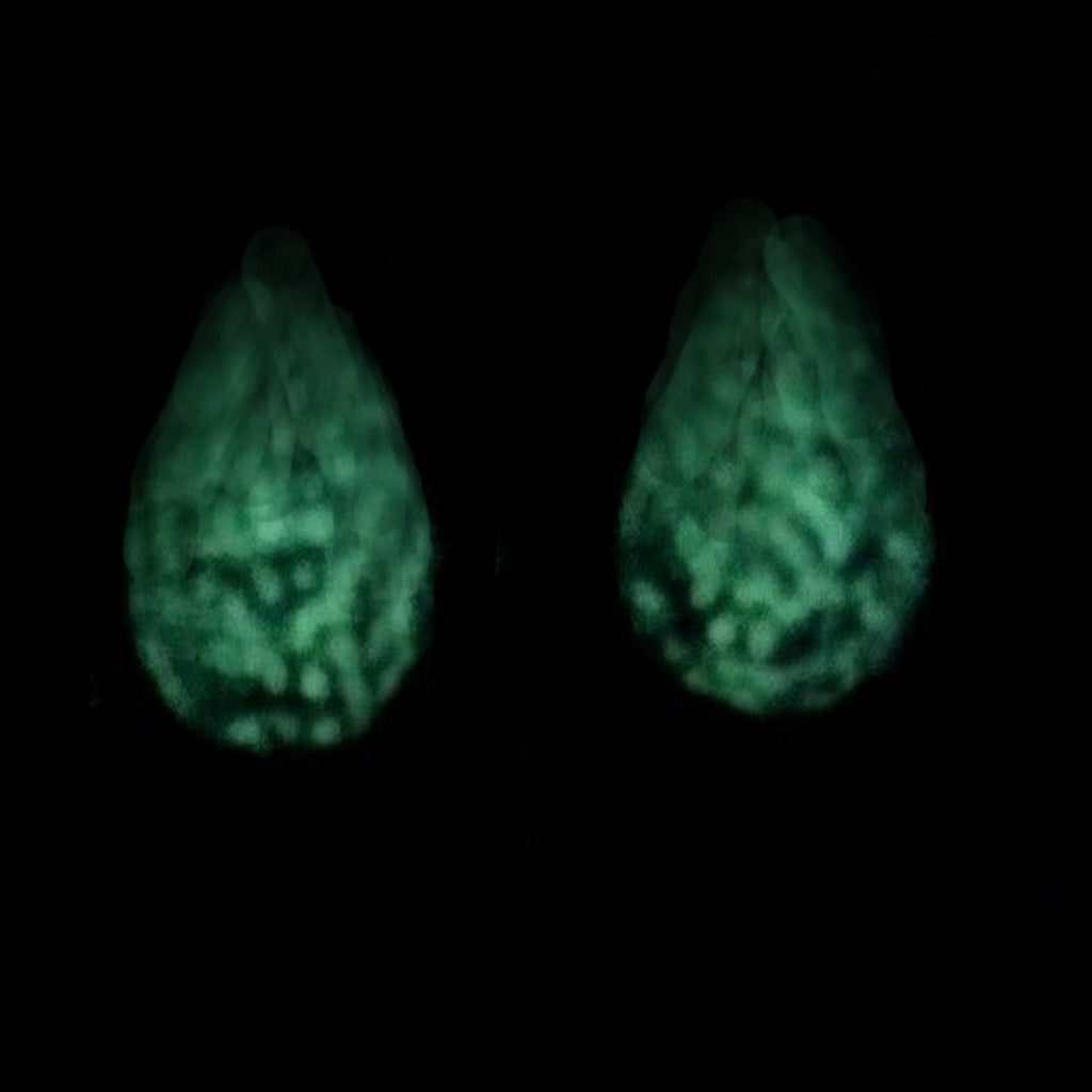 Phosphorescent Kerama Okinawa Firefly glass Teadrop Premium Earring